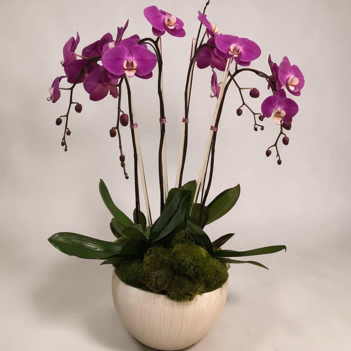 Royal Orchid