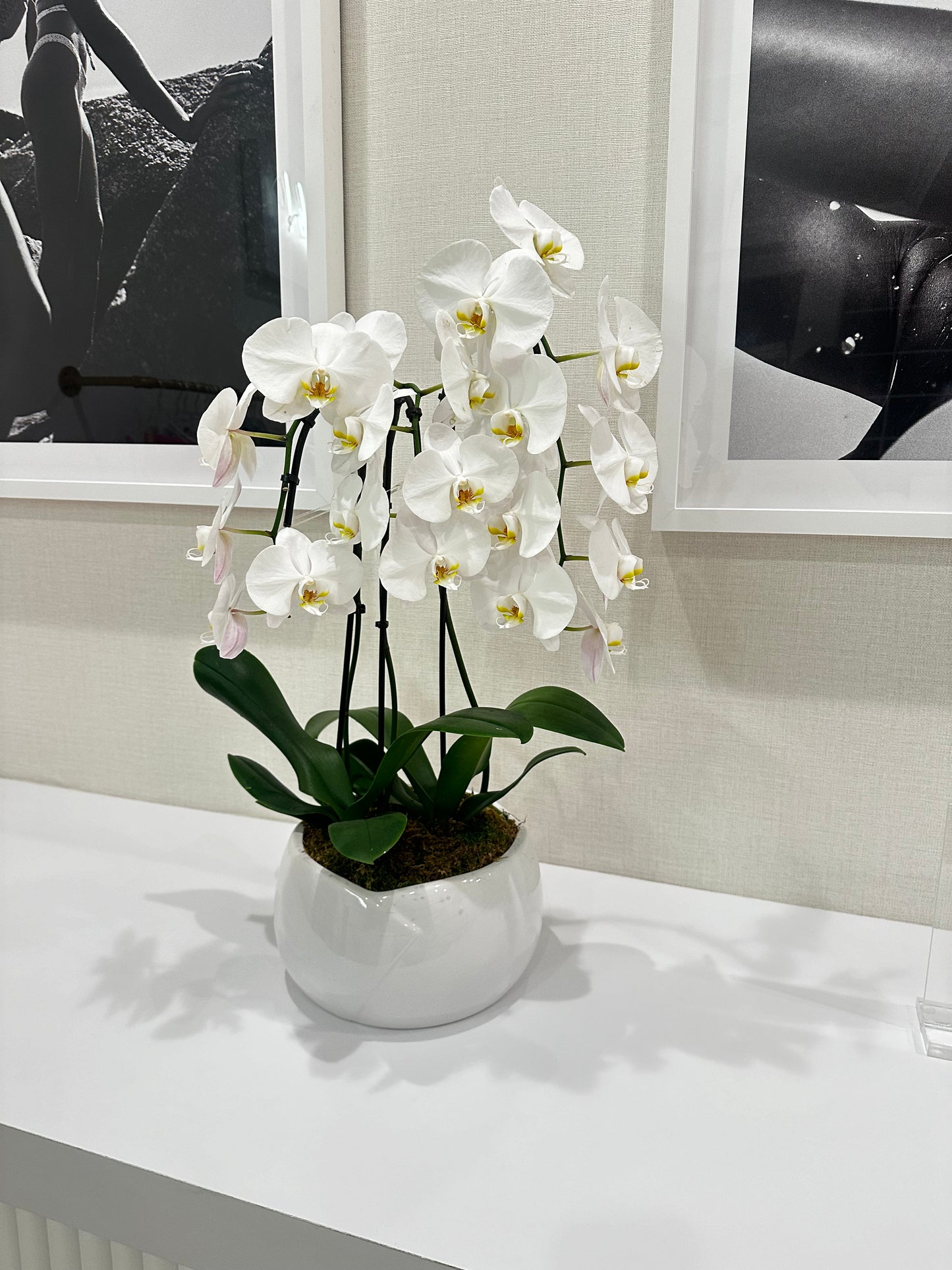 Orchid